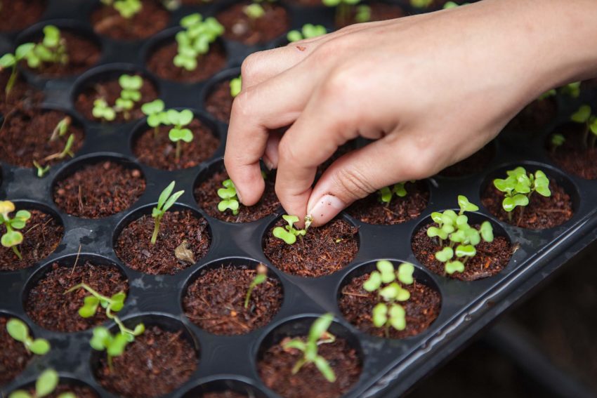 Organic farming